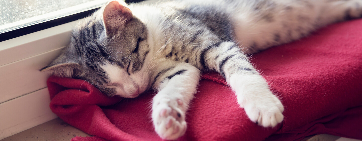 Quanto Tempo Dormem Os Gatinhos Purina